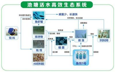 养四大家鱼不容易赚钱?这个高效生态养殖模式请收好!